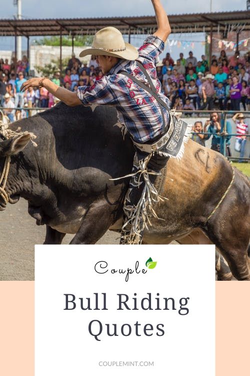 infographics of Bull Riding Quotes